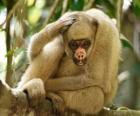 Muriquis, yünlü'olarak da bilinen spider monkeys